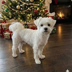 Meet your Posher, Posh